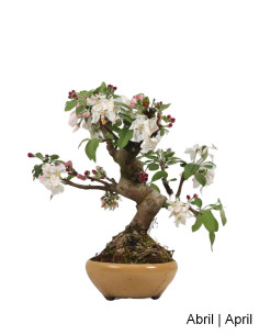20 Jahre alter Macieira "Everest" Bonsai 2