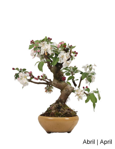 Bonsai di Melo "Everest" di 20 anni