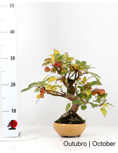 Bonsai di Melo "Everest" di 20 anni