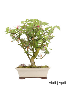 23-Year-Old "Everest" Apple Tree Bonsai 2