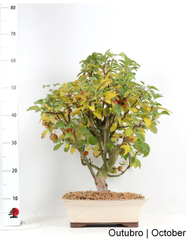 Pommier "Everest" Bonsai de 23 ans