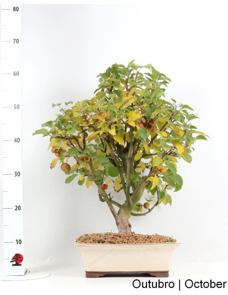 Macieira "Everest" Bonsai de 23 Anos