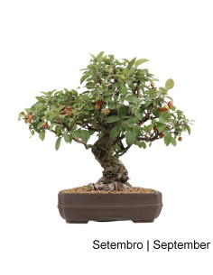 40-year-old "Everest" Apple Tree Bonsai
