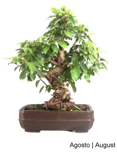 40-year-old "Everest" Apple Tree Bonsai 2
