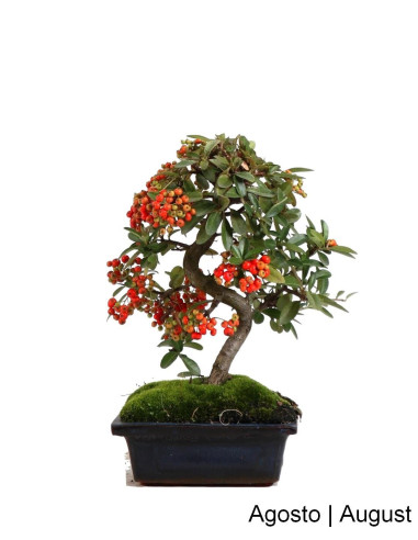 Luso Bonsai | Pyracantha Bonsai of 7 Years