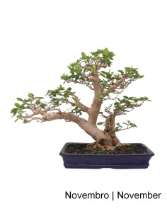Premna Microphylla Bonsai from 1996