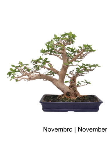 Premna Microphylla Bonsai de 1996