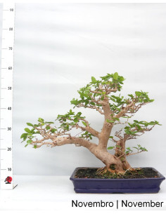 Premna Microphylla Bonsai from 1996 2