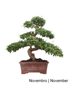 Ligustrum Bonsai de 27 anos