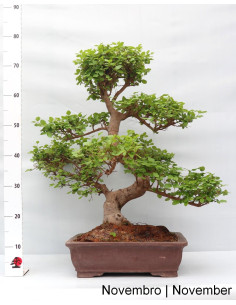 Ligustrum Bonsai de 27 años 2