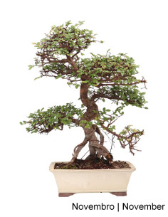 23 Jahre alter Ulmen-Bonsai