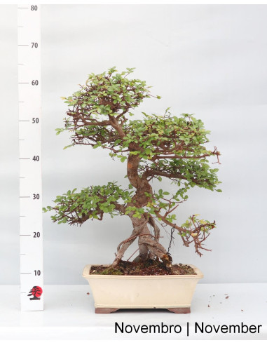 Olmo Bonsai di 23 anni
