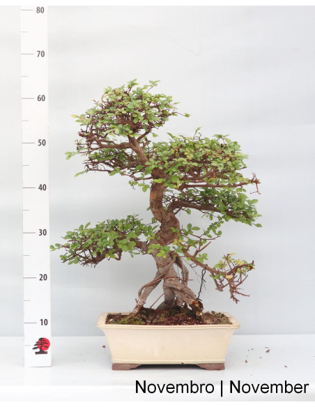 Ulmeiro Bonsai de 23 anos
