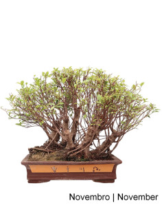 Ficus Tiger Bark Bonsai del 1999