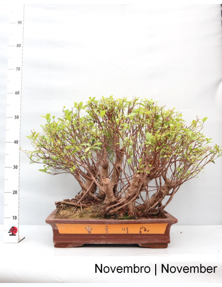 Ficus Tiger Bark Bonsai von 1999