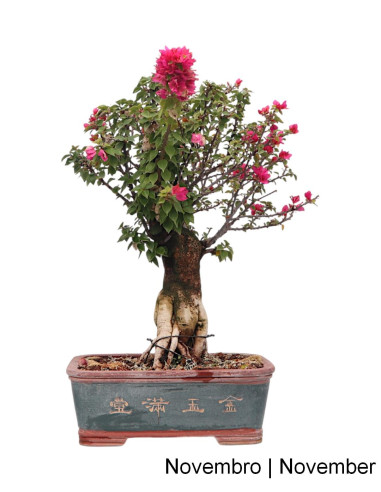 Bouganvillea Spectabilis Bonsai di 35 anni