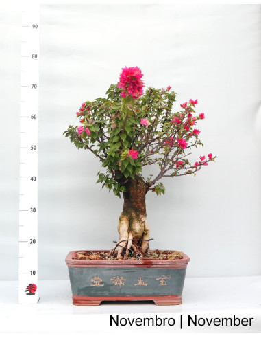 Bouganvillea Spectabilis Bonsai di 35 anni