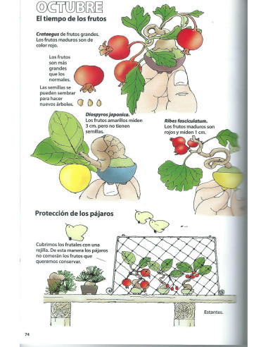 Libro - Bonsai Passione - GUNKYOOSUKE