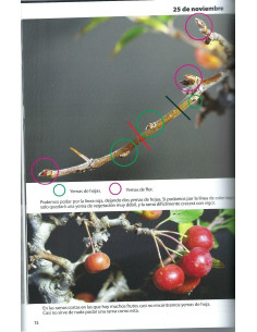 Livre - Passion Bonsai - Partager et Transmettre 2