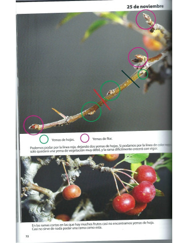 Livro - Bonsai Passion - Compartir e Transmitir