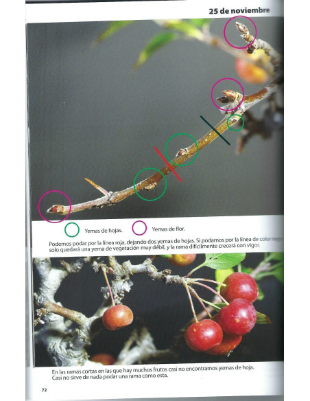 Libro - Bonsai Passion - Compartir y Transmitir