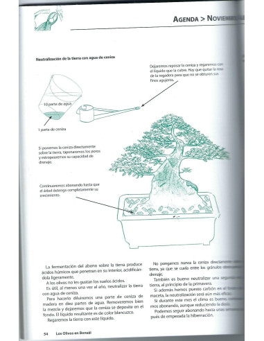 Livro - Los Olivos en Bonsái