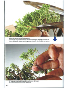 Libro - Bonsai Passion - Rehacer y Mantener 2