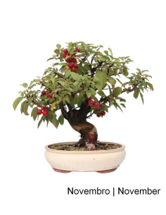 Melo "Everest" Bonsai di 29 anni