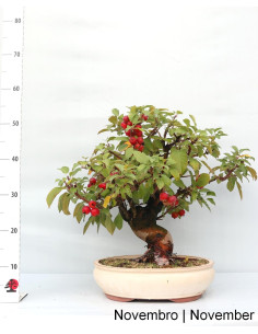 Melo "Everest" Bonsai di 29 anni 2