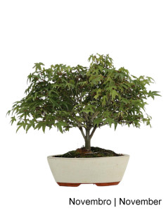 Acer Palmatum Kiohime Bonsai di 21 anni