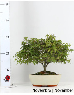 Acer Palmatum Kiohime Bonsai, 21 Jahre alt 2