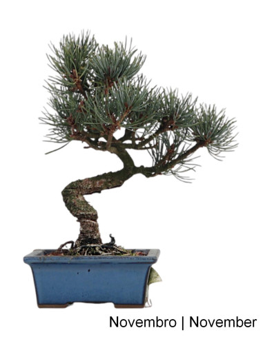 Pinus Pentaphyla Bonsai de 19 años