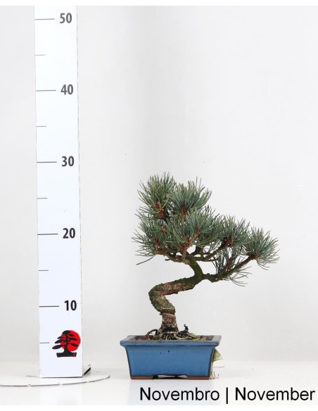 Pinus Pentaphyla Bonsai de 19 años