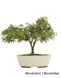 21 Jahre alter Acer Palmatum Kiohime Bonsai