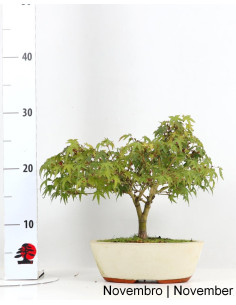 21 Jahre alter Acer Palmatum Kiohime Bonsai 2