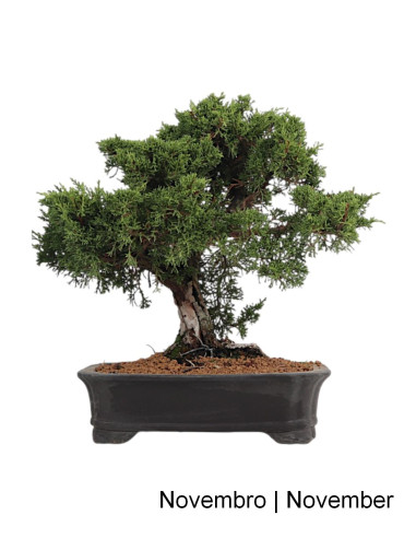 Juniperus Itoigawa Bonsai de 27 ans