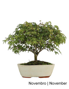 Acer Palmatum Kiohime Bonsai de 21 anos