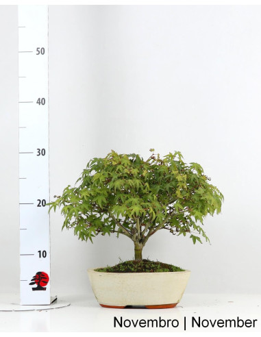 Acer Palmatum Kiohime Bonsai de 21 anos