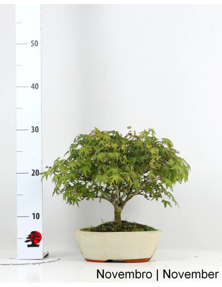 Acer Palmatum Kiohime Bonsai de 21 anos