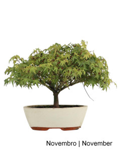 Acer Palmatum Kiohime Bonsai di 21 anni
