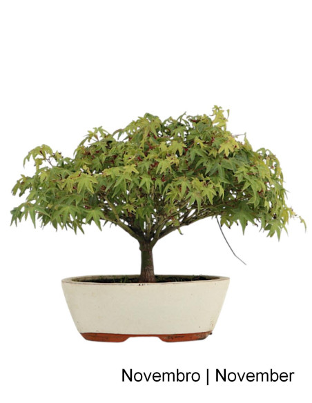 Acer Palmatum Kiohime Bonsai de 21 años