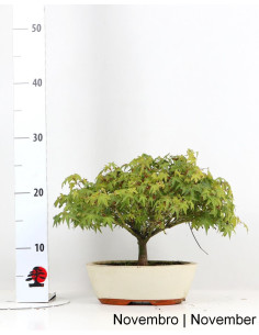 Acer Palmatum Kiohime Bonsai di 21 anni 2