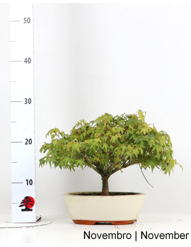 Acer Palmatum Kiohime Bonsai de 21 años