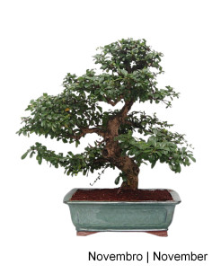 Carmona Macrophylla Bonsai, 23 years old
