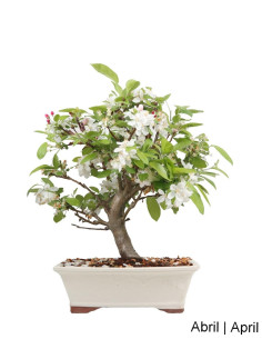 Melo "Everest" Bonsai di 23 Anni