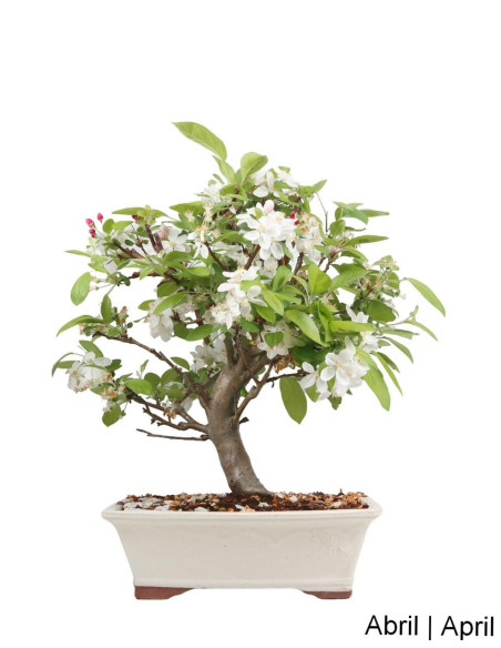 "Everest" Apple Tree Bonsai 23 Years Old