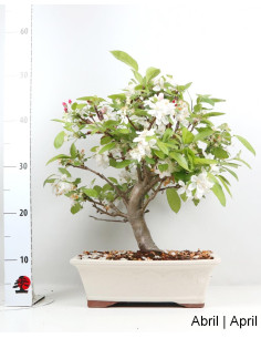 Macieira "Everest" Bonsai von 23 Jahren 2