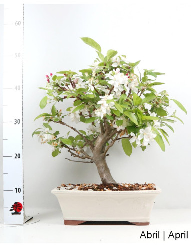 "Everest" Apple Tree Bonsai 23 Years Old