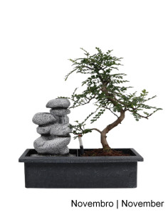 Zanthoxylum 7 ans C/Cascade et "Easy Care" Zen