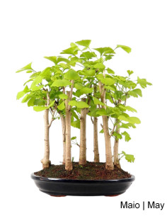 Ginkgo Biloba Bonsai di 19 anni